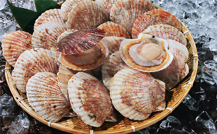 菲律賓扇貝進口報關代理公司 菲律賓扇貝進口報關