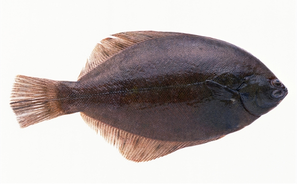比目魚(yú)進(jìn)口報(bào)關(guān)你知道多少? 比目魚(yú)進(jìn)口報(bào)關(guān)