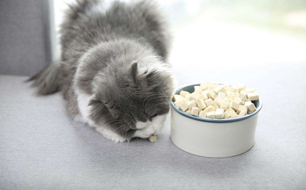 凍干寵物食品進口報關的流程是怎樣的？