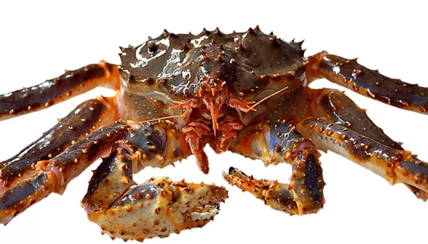 1625656581927641.jpg 帝王蟹進口清關_副本.jpg