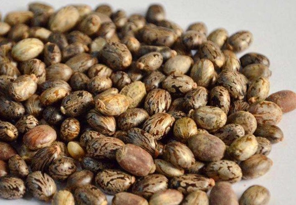 蓖麻籽進(jìn)口報(bào)關(guān)代理公司 蓖麻籽進(jìn)口報(bào)關(guān)_副本.jpg