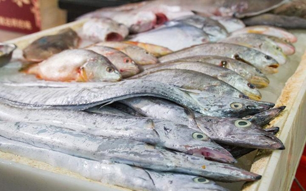 1631095880539377.jpg 上海水產(chǎn)品進口報關(guān)公司_副本.jpg