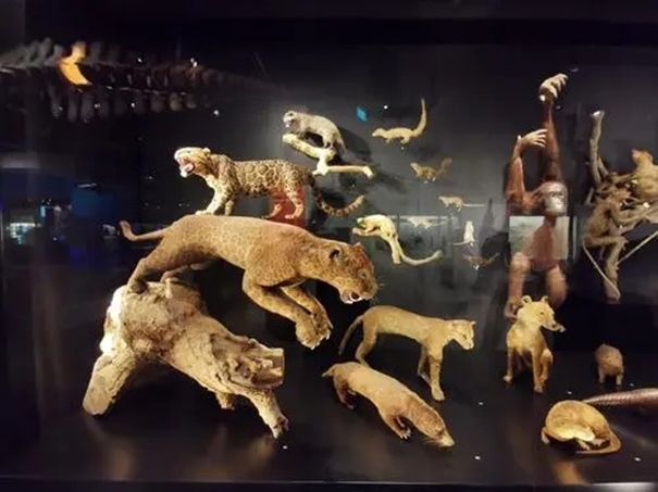 1638358728158483.jpg 廣州動(dòng)物標(biāo)本進(jìn)口清關(guān)公司帶你了解標(biāo)本進(jìn)口.webp_副本.jpg