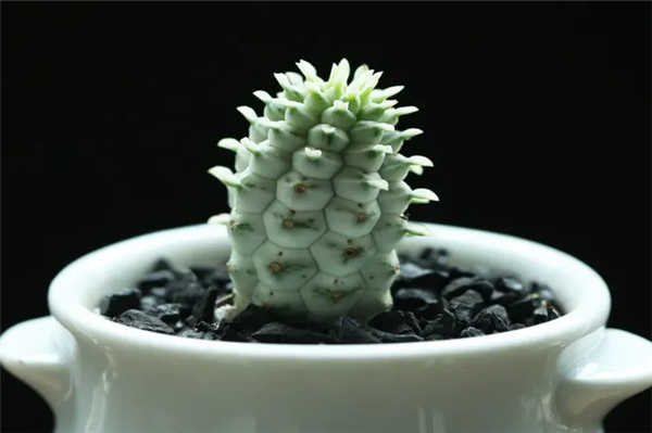 1662716775253008.png 機場進口植物報關代理.png